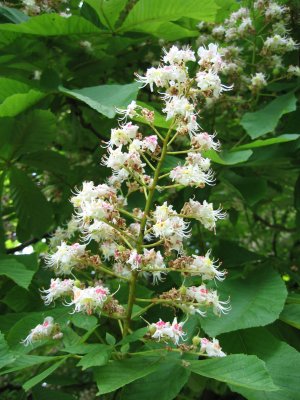source : http://www.fleursdebachbio.com/fleurs-bach-rescue-elixir-floraux-docteur/fleurs-de-bach-le-marronnier-blanc-white-chestnut/